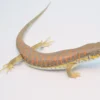 Schneider Skink