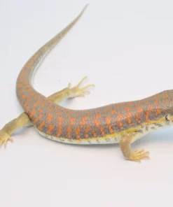 Schneider Skink