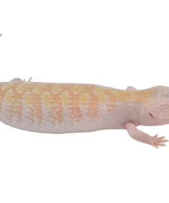 Ivory Blue Tongue Skink