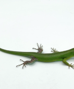 Emerald Tree Skink