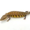 Swedish x Sunrise Northern Blue Tongue Skink