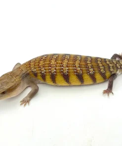 Swedish x Sunrise Northern Blue Tongue Skink