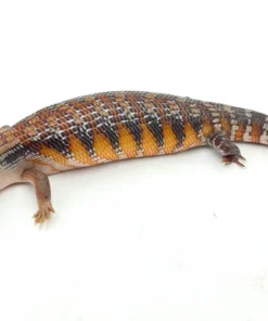 Orange Swedish Northern Blue Tongue Skink