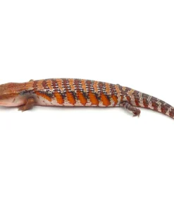 Red x Swedish Northern Blue Tongue Skink