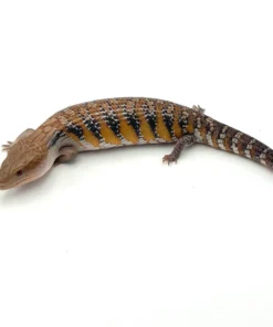 Swedish Northern Blue Tongue Skink