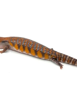 Red x Swedish Northern Blue Tongue Skink