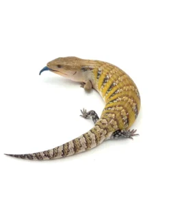 Insane Swedish Northern Blue Tongue Skink (HOLDBACK)