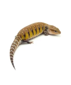 Swedish Northern Blue Tongue Skink