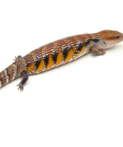 Swedish x Dark Sunrise Northern Blue Tongue Skink