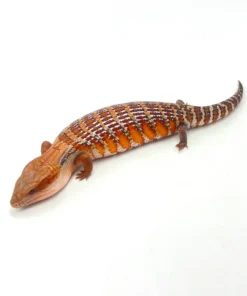 Bright Red/Orange Northern Blue Tongue Skink