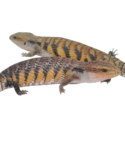 Swedish Northern Blue Tongue Skink Special