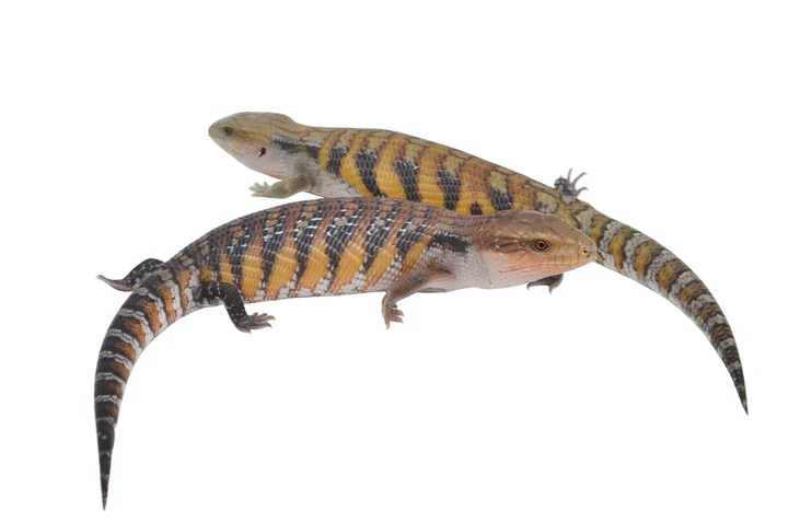 Swedish Northern Blue Tongue Skink Special