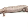 Ivory Blue Tongue Skink