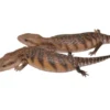 Classic Northern Blue Tongue Skink Special