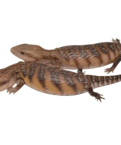 Classic Northern Blue Tongue Skink Special