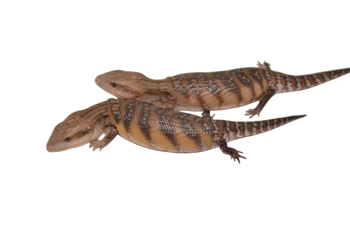 Classic Northern Blue Tongue Skink Special