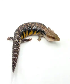 Dark Swedish Northern Blue Tongue Skink
