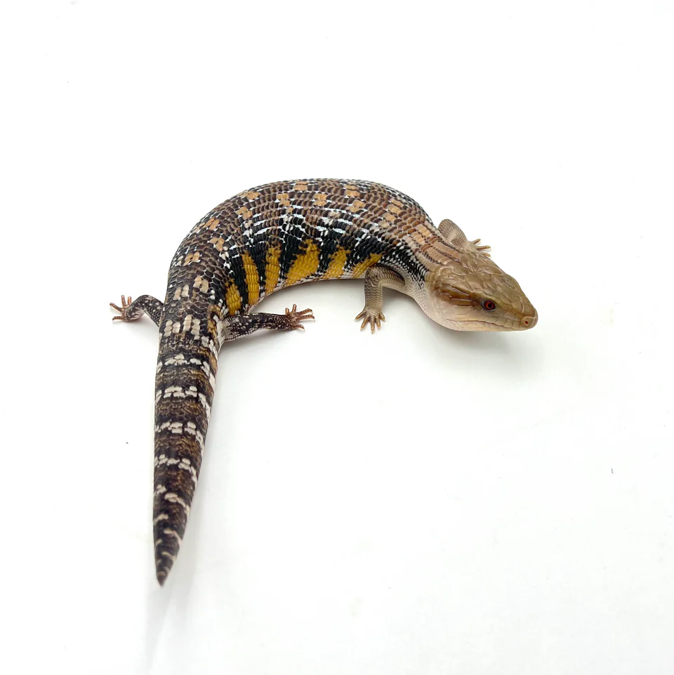 Dark Swedish Northern Blue Tongue Skink